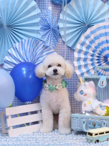 20231128ポコちゃん